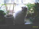 Katze "Flecki" im Fenster