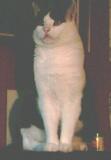 Unser Prachtkater "Dicker"