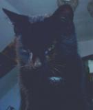 Lothars Liebling "Mephisto" ist kein Kater, sondern eine Katze. War ein Irrtum, aber den Namen haben wir beibehalten...