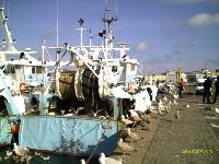 Möwen in Cherbourg 2006