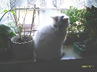 Katze "Flecki" im Fenster