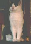 Unser Prachtkater "Dicker"