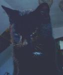 Lothars Liebling "Mephisto" ist kein Kater, sondern eine Katze. War ein Irrtum, aber den Namen haben wir beibehalten...